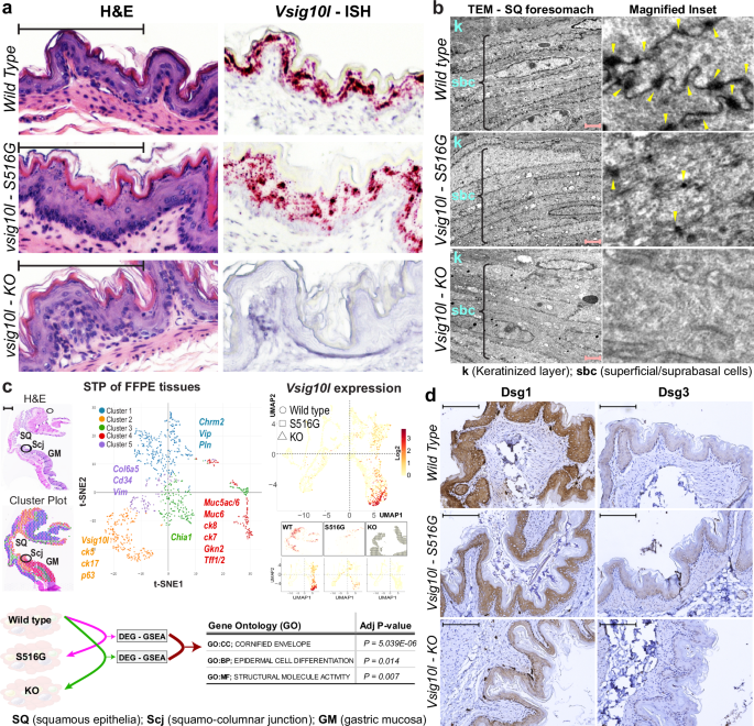 Fig. 3: Perturbation of structural and differentiation programs in the SQ forestomach of Vsig10l-mutant mice.