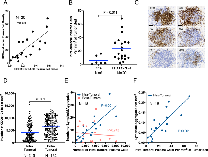 Fig. 4: Immunohistochemistry analyses of lymphoid aggregates from resected tumors post-treatment.