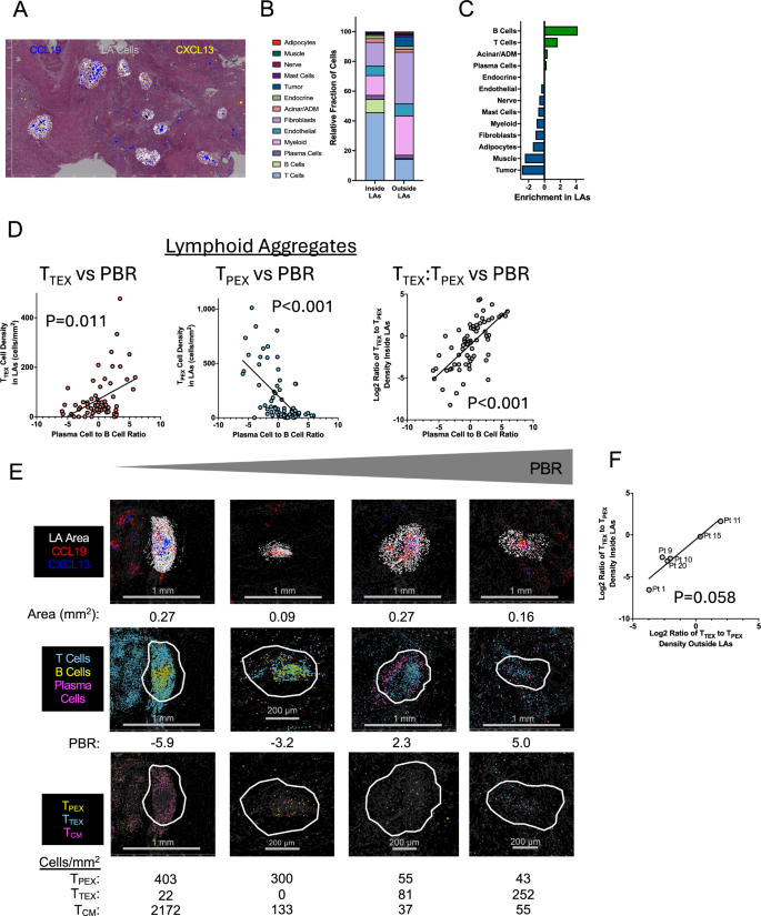 Fig. 5: Image-based spatial transcriptomics assessment of lymphoid aggregates from 6 trial patient resected tumors.