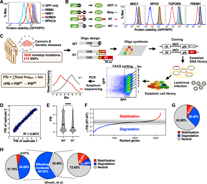 Fig. 1: Systematic evaluation of protein half-lives affected by disease-associated nonstop mutations.