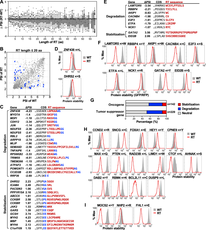 Fig. 2: Disease-relevant nonstop mutations can either increase or decrease protein half-lives.
