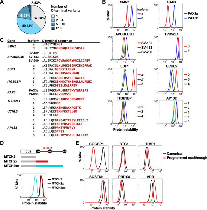 Fig. 3: C-terminal variations from alternative splicing and programmed RT modulate protein half-lives.