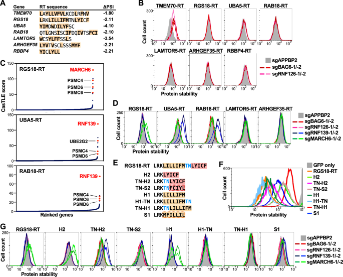 Fig. 7: RNF139 and MARCH6 ubiquitin ligases target hydrophobic C-termini to promote protein degradation.