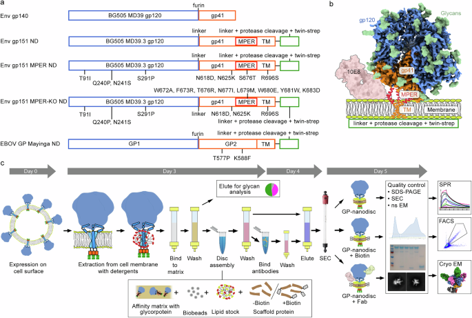 Fig. 2: HIV Env constructs used for method development and a general overview of the nanodisc assembly workflow.