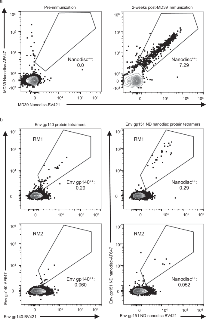 Fig. 5: HIV Env nanodisc probe validation for sorting NHP cells.