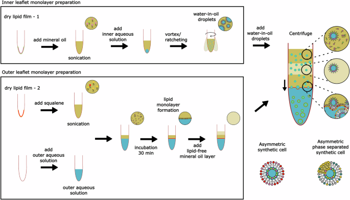 Fig. 1: Schematic illustration of the triple-layer inverted emulsion method to produce asymmetric (or symmetric) GUVs with (or without) phase separation.