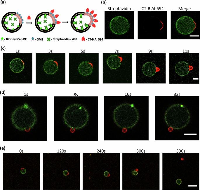 Fig. 5: Asymmetric phase-separated synthetic cells with sphingomyelin using the triple-layer inverted-emulsion method.