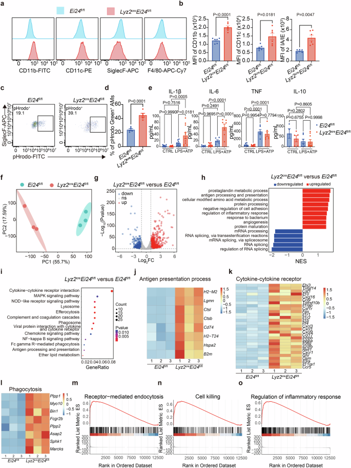 Fig. 2: EI24-deficient AMs display enhanced phagocytosis and pro-inflammatory cytokines production.
