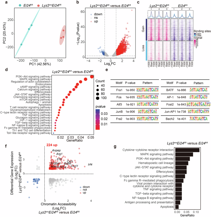 Fig. 3: Epigenetic remodeling in EI24-deficient AMs supports their impaired homeostasis and improved immune surveillance function.