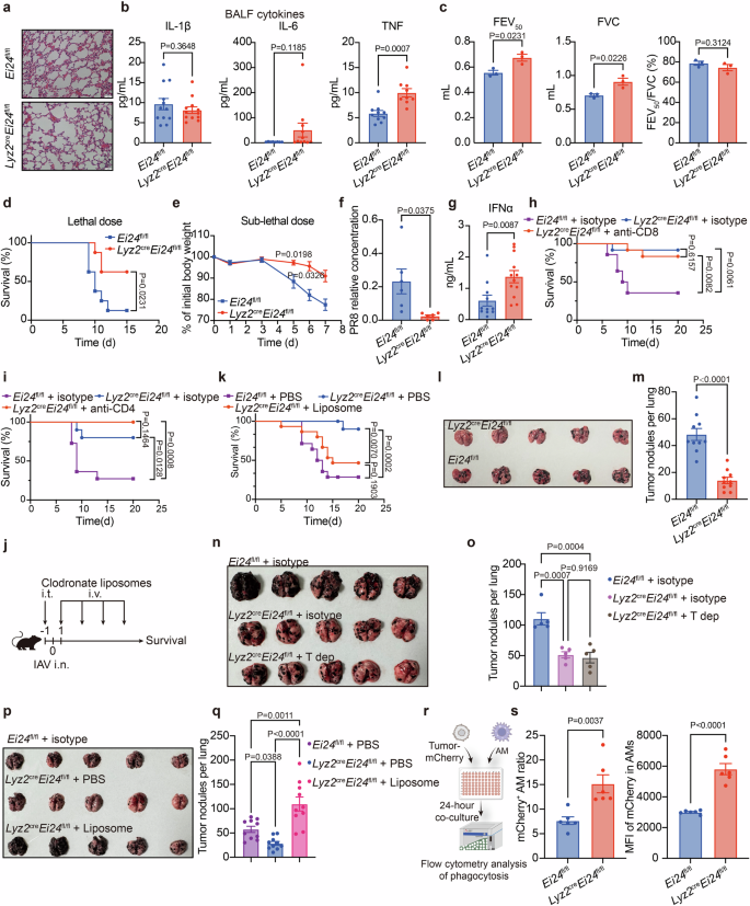 Fig. 4: Lyz2creEi24fl/fl mice exhibit resistance to viral infection and tumor metastasis in lung.