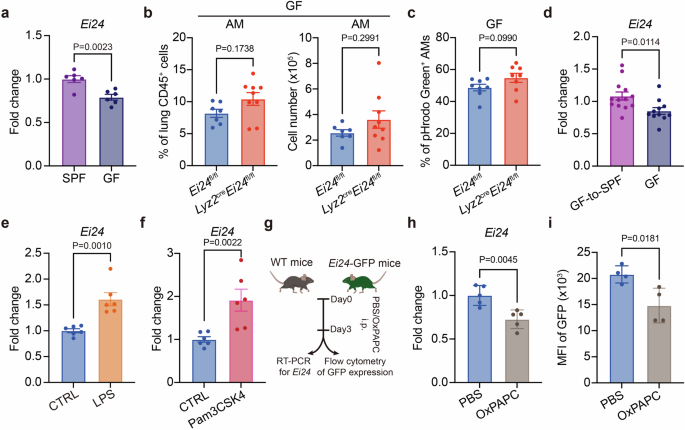 Fig. 5: Commensal microbiota upregulates EI24expression in AMs via TLR signaling.