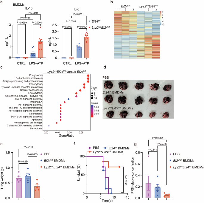 Fig. 7: EI24 deficiency enhances efficacy of BMDMs in protecting mice against tumor metastasis and influenza infection in lung.