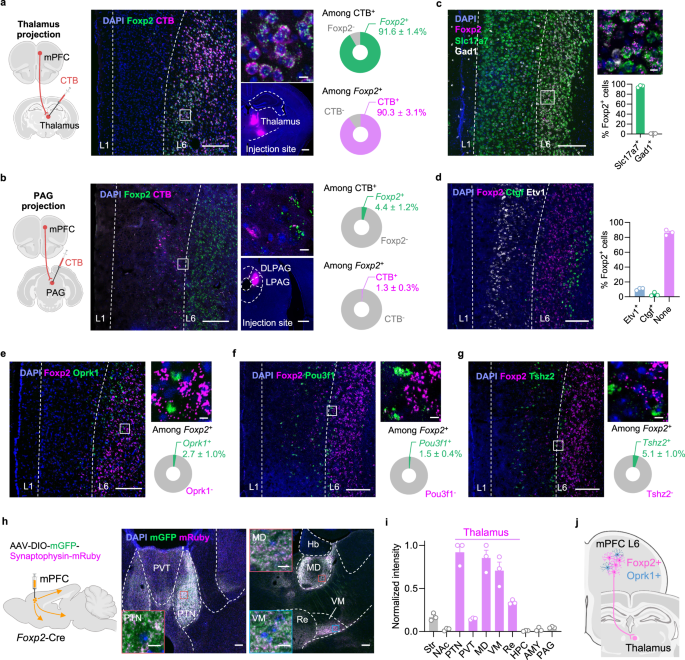 Fig. 1: Foxp2 specifically marks the outputs of mPFC to the thalamus.