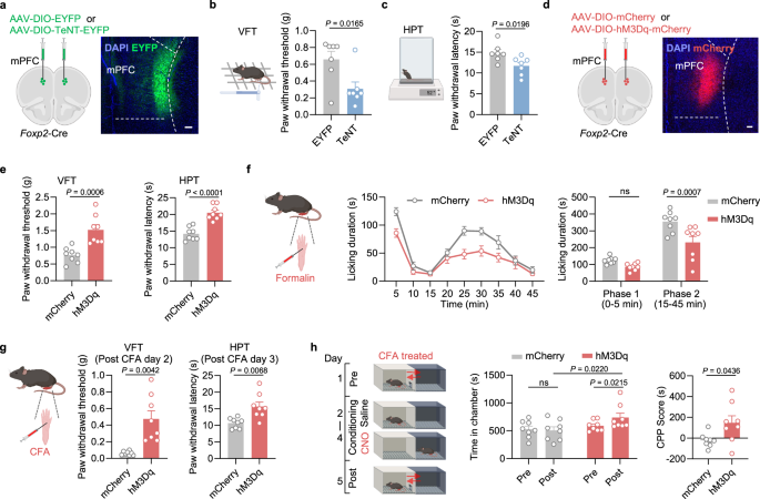 Fig. 3: The mPFC Foxp2+ neurons regulate both sensory and affective aspects of pain.