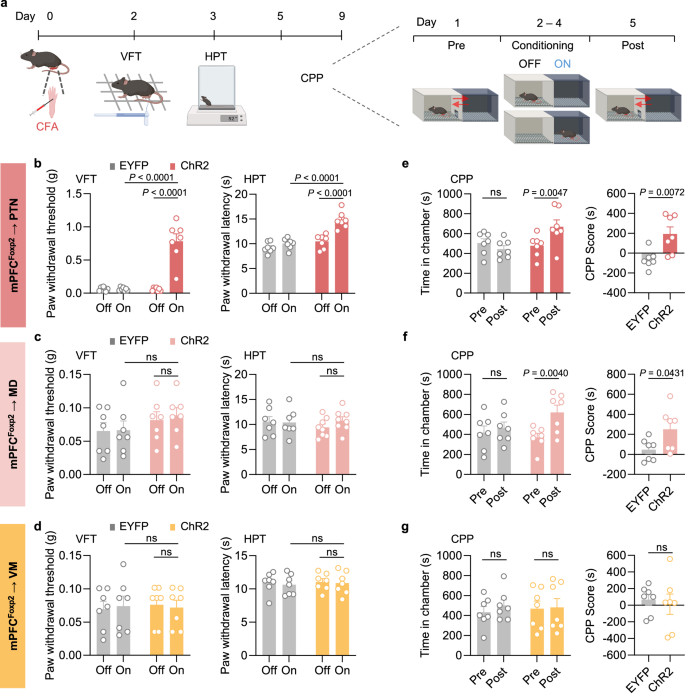Fig. 5: Projection-specific effects of the mPFC Foxp2+ neurons on chronic inflammatory pain.