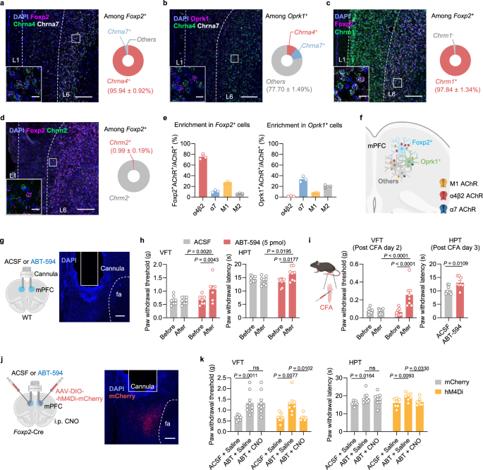 Fig. 7: Cell-type-specific expression pattern of acetylcholine receptors in mPFC, and the α4β2 nAChR relieves pain through the Foxp2+ neurons in mPFC.