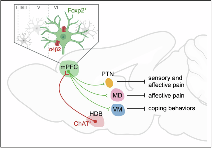 Fig. 8: Graphic summary of the HDBChAT→mPFCFoxp2→thalamus connections in regulating different aspects of pain.