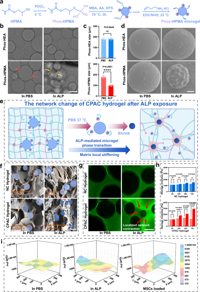Fig. 2: Synthesis and structural characterization of CPAC hydrogels.