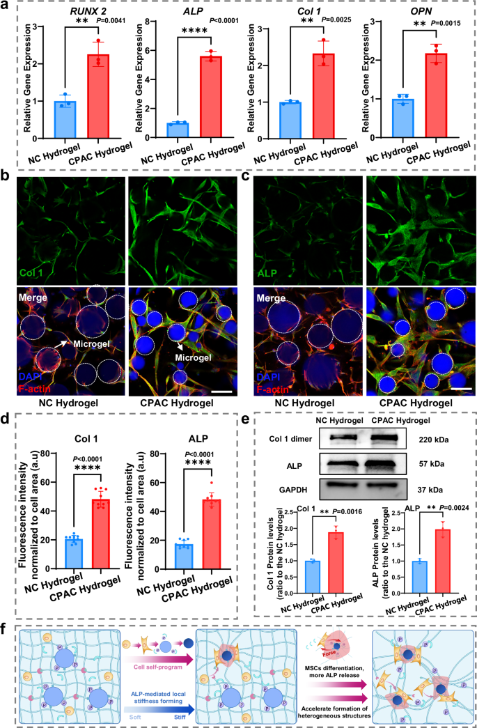 Fig. 3: CPAC Hydrogel promotes osteogenic differentiation of MSCs in vitro.