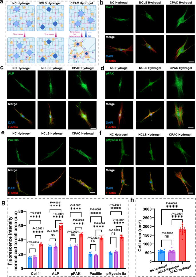 Fig. 4: Dynamic local stiffening in CPAC hydrogels facilitates MSC mechanotransduction.