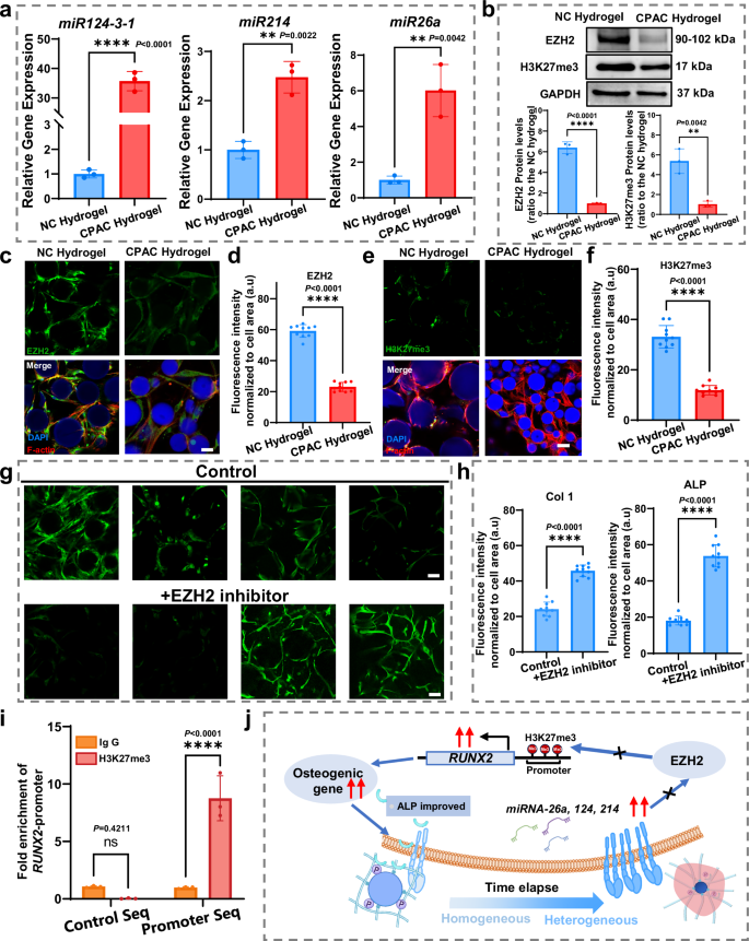 Fig. 5: Mechano-epigenetic regulation governs MSC osteogenesis in CPAC hydrogels.