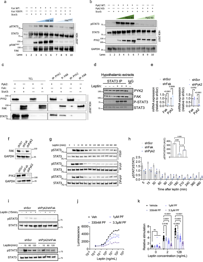 Fig. 3: FAK and PYK2 interact with and activate STAT3.
