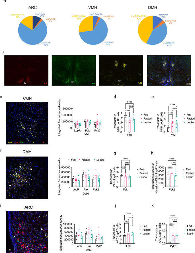 Fig. 4: Hypothalamic expression profile of the focal adhesion kinases.