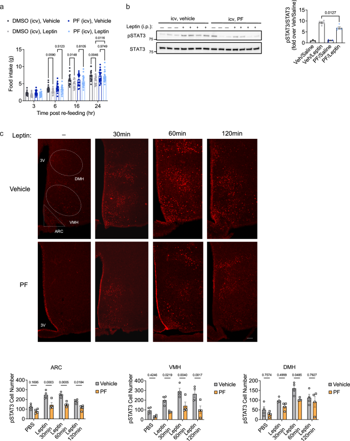 Fig. 5: Focal adhesion kinases regulate leptin action in vivo.