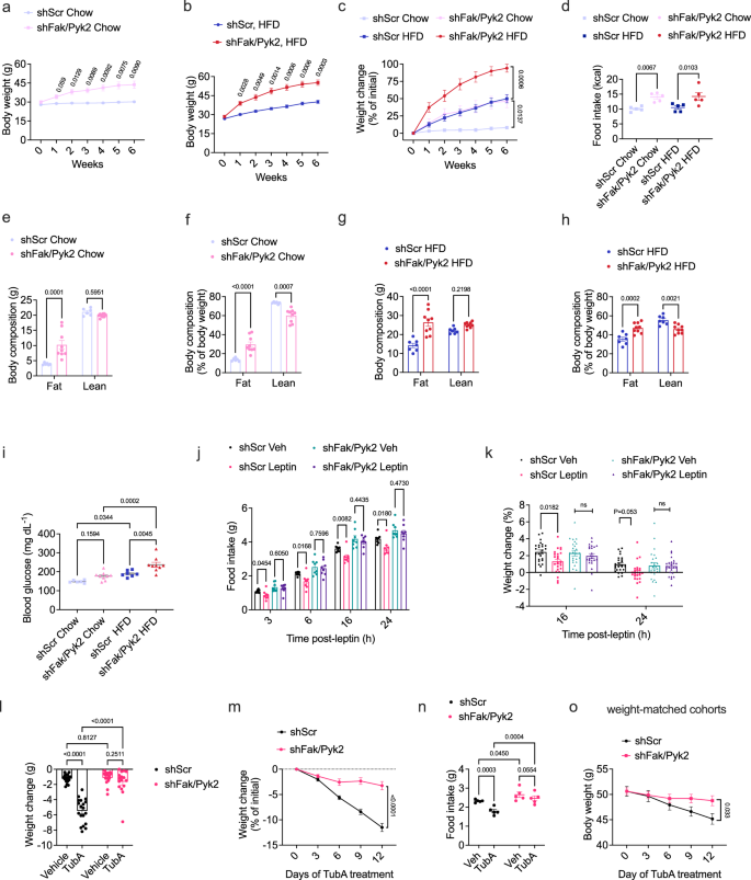 Fig. 7: Hypothalamic focal adhesion kinases regulate energy metabolism.