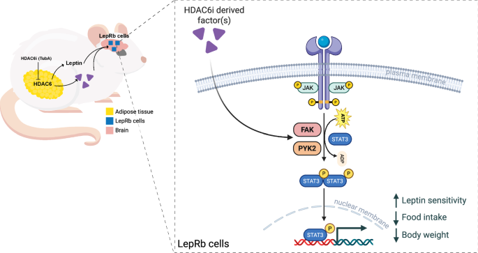 Fig. 8: HDAC6 inhibition regulates central leptin signaling through focal adhesion kinases.