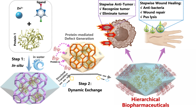 Fig. 1: Illustrating a synergistic approach to combine the in-situ and dynamic exchange methods to construct hierarchical biopharmaceutical formulations for anti-tumor and wound healing.