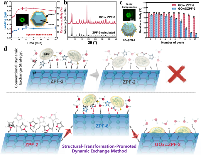 Fig. 3: Biocatalysis, reusability, and investigation of the formation process of GOx⊂ZPFs.