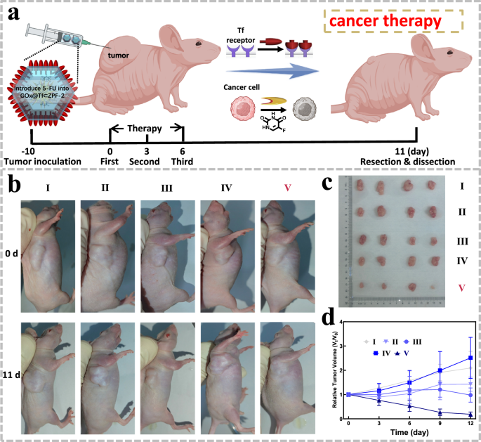 Fig. 5: Multicomponent synergistic anti-tumor activity of protein⊂ZPF-2 with different distribution of protein.