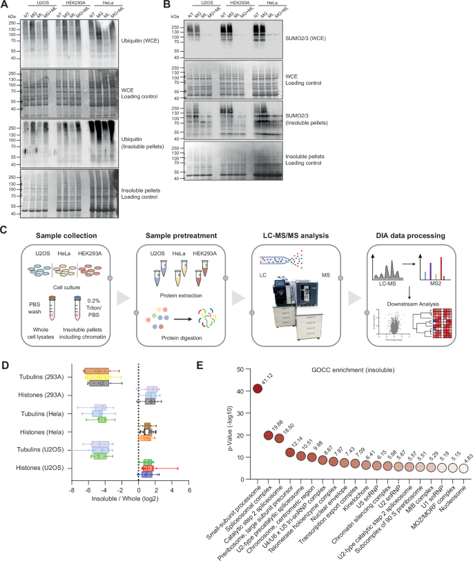 Fig. 2: Overview of proteome-wide solubility shift proteomics.