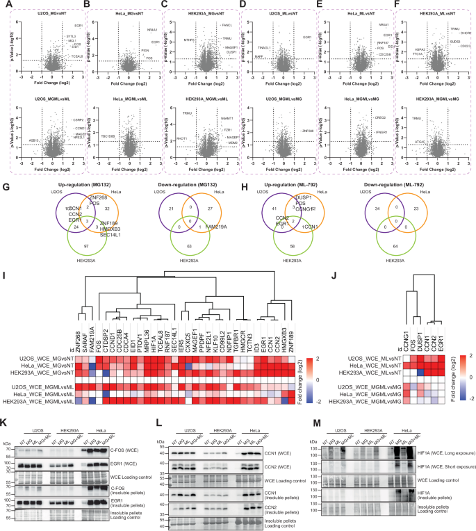 Fig. 3: Drug-induced modulation of protein levels.