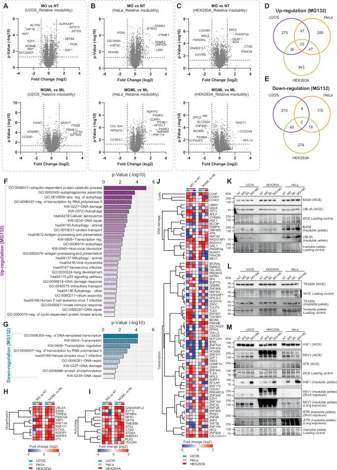 Fig. 4: MG132-induced modulation of protein solubility.
