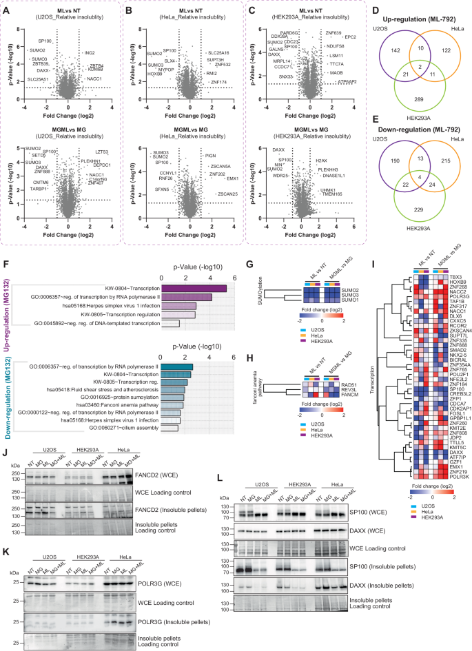 Fig. 5: ML-792-induced modulation of protein solubility.