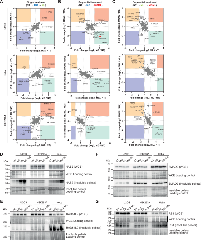 Fig. 6: Combinational effects of MG132 and ML-792 on protein solubility.