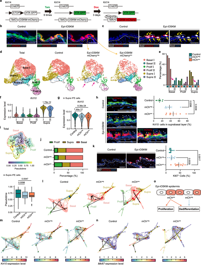 Fig. 1: In vivo mosaic partial reprogramming drives cell-autonomous and cell-non-autonomous epidermal dedifferentiation.