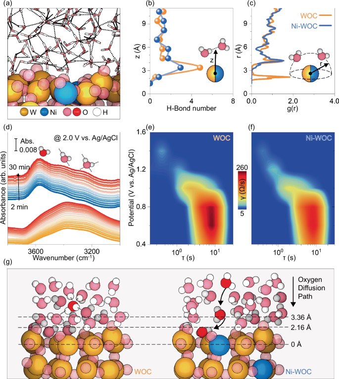 Fig. 4: Ni heteroatoms regulate interfacial water structure over the Ni-WOC for boosted oxygen species diffusion.