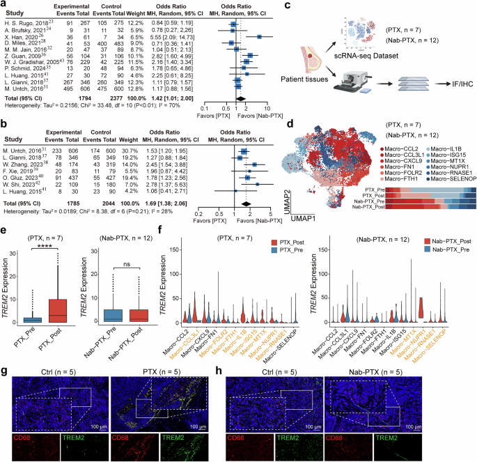 Fig. 1: PTX but not Nab-PTX induces TREM2+ macrophage infiltration in breast cancer tissues.