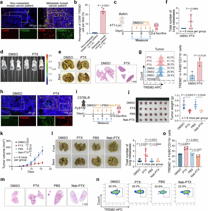 Fig. 2: PTX but not Nab-PTX promotes lung metastasis and increases TREM2+ macrophage infiltration in breast cancer in mice.