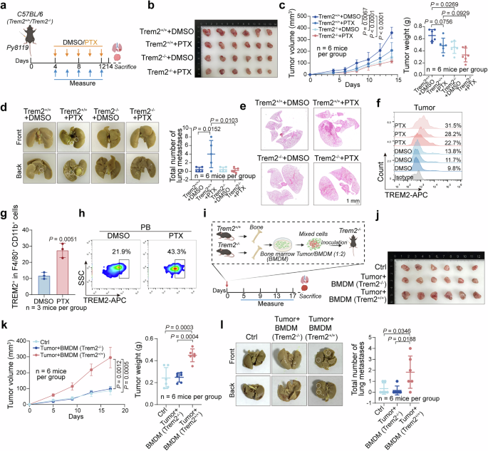 Fig. 3: Trem2 knockout inhibits PTX-promoted lung metastasis in breast cancer in mice.
