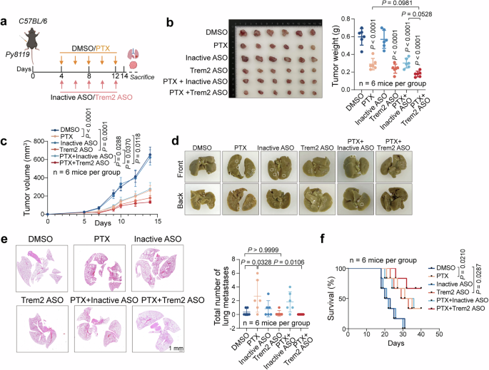 Fig. 4: Targeted Trem2 inhibition suppresses PTX-induced lung metastasis in mice.