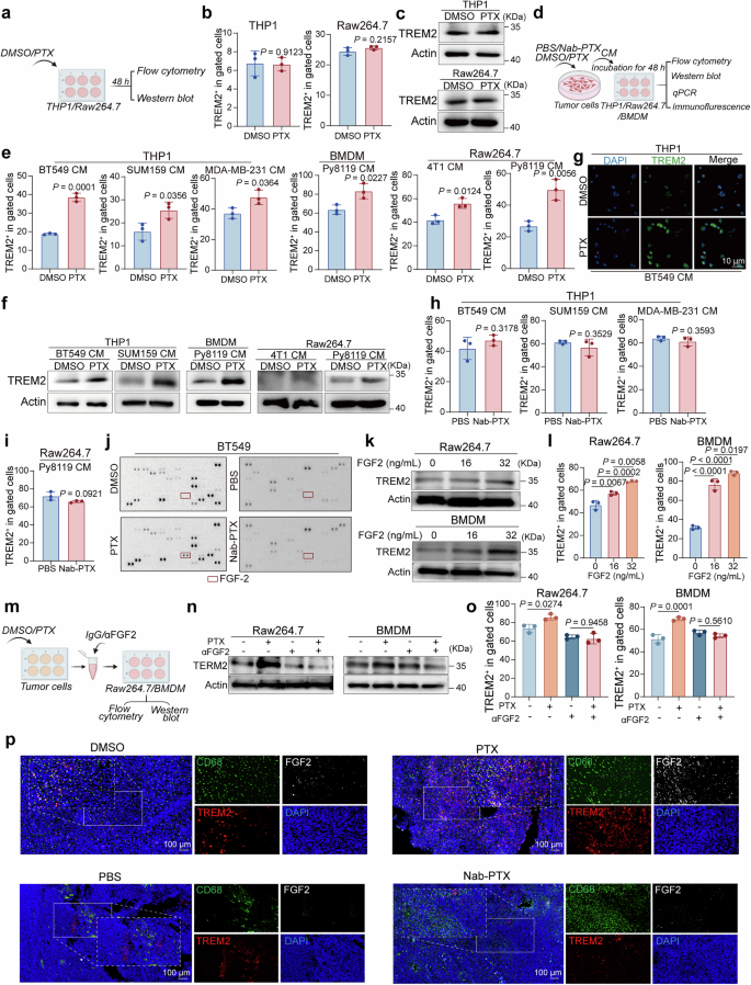 Fig. 5: PTX treatment increases TREM2 expression in macrophages via FGF2 secretion from cancer cells.