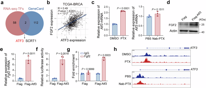 Fig. 6: PTX promotes chromatin accessibility of ATF3 to activate FGF2 transcription in cancer cells.