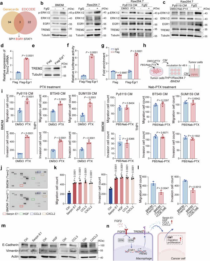 Fig. 7: The FGF2-EGR1-TREM2 axis in macrophages enhances secretion of EMT-related cytokines, thereby promoting breast cancer metastasis.