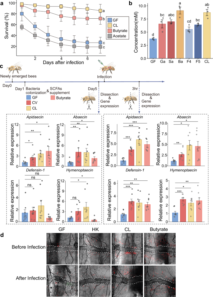 Fig. 2: Butyrate produced by honey bee gut bacteria primes host systemic immunity.