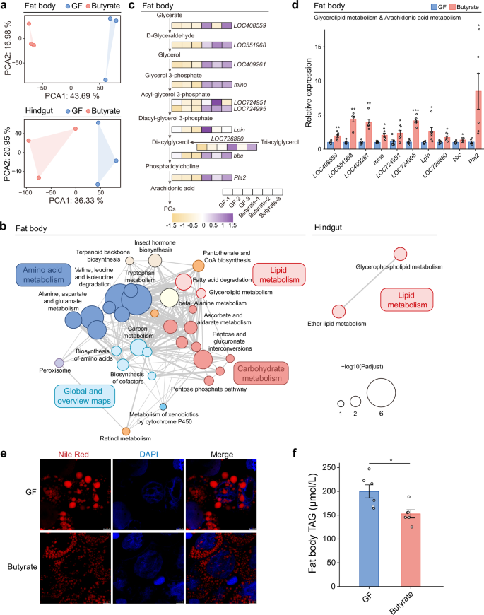 Fig. 3: Butyrate enhances lipid breakdown in honey bees, producing compounds for arachidonic acid metabolism.