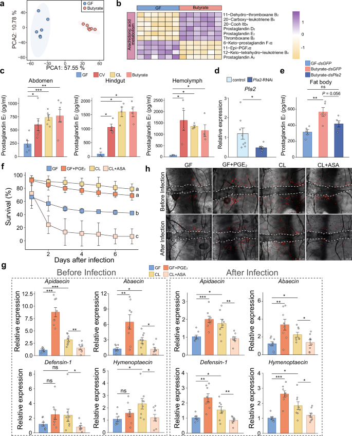 Fig. 4: Honey bee prostaglandin production is stimulated by gut microbiota.